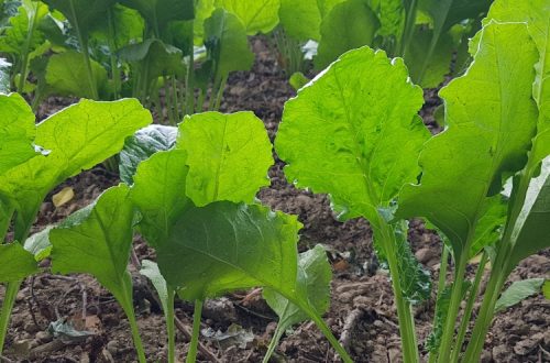Efficient testing for evaluating large numbers of potential biocontrol agents